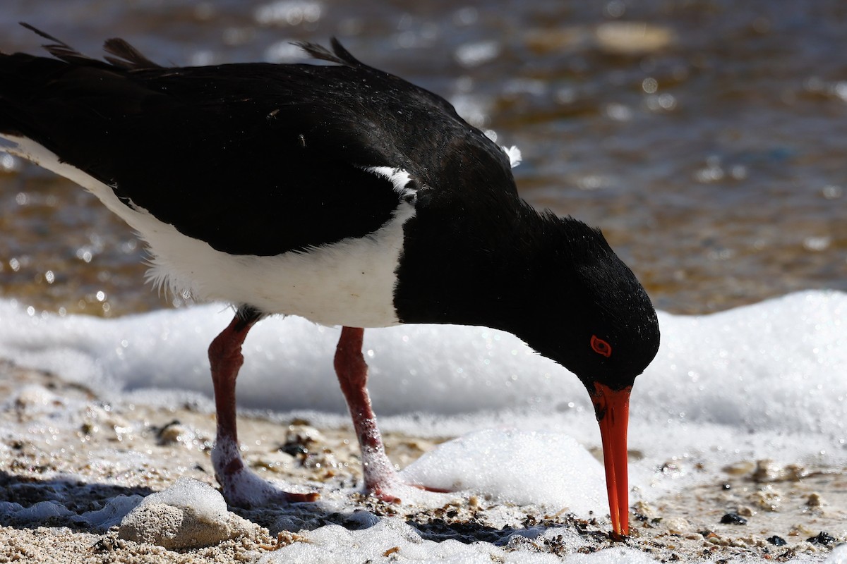 Pied Oystercatcher - ML646808159