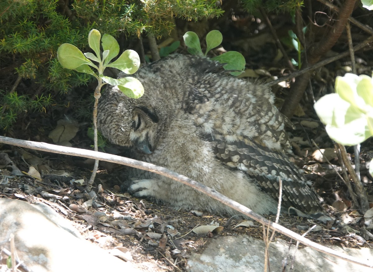 Fleckenuhu - ML646808161