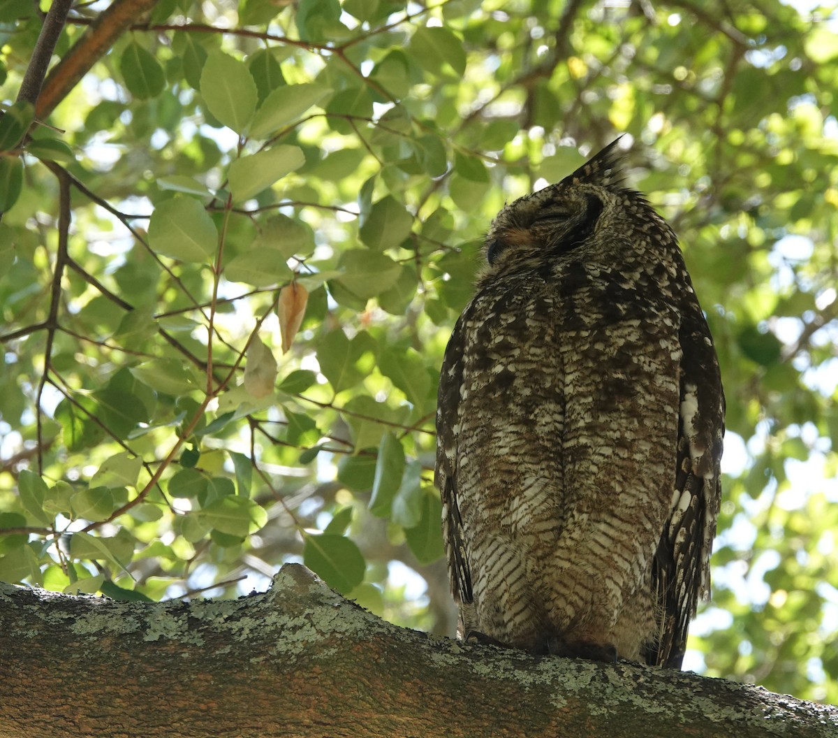 Fleckenuhu - ML646808162