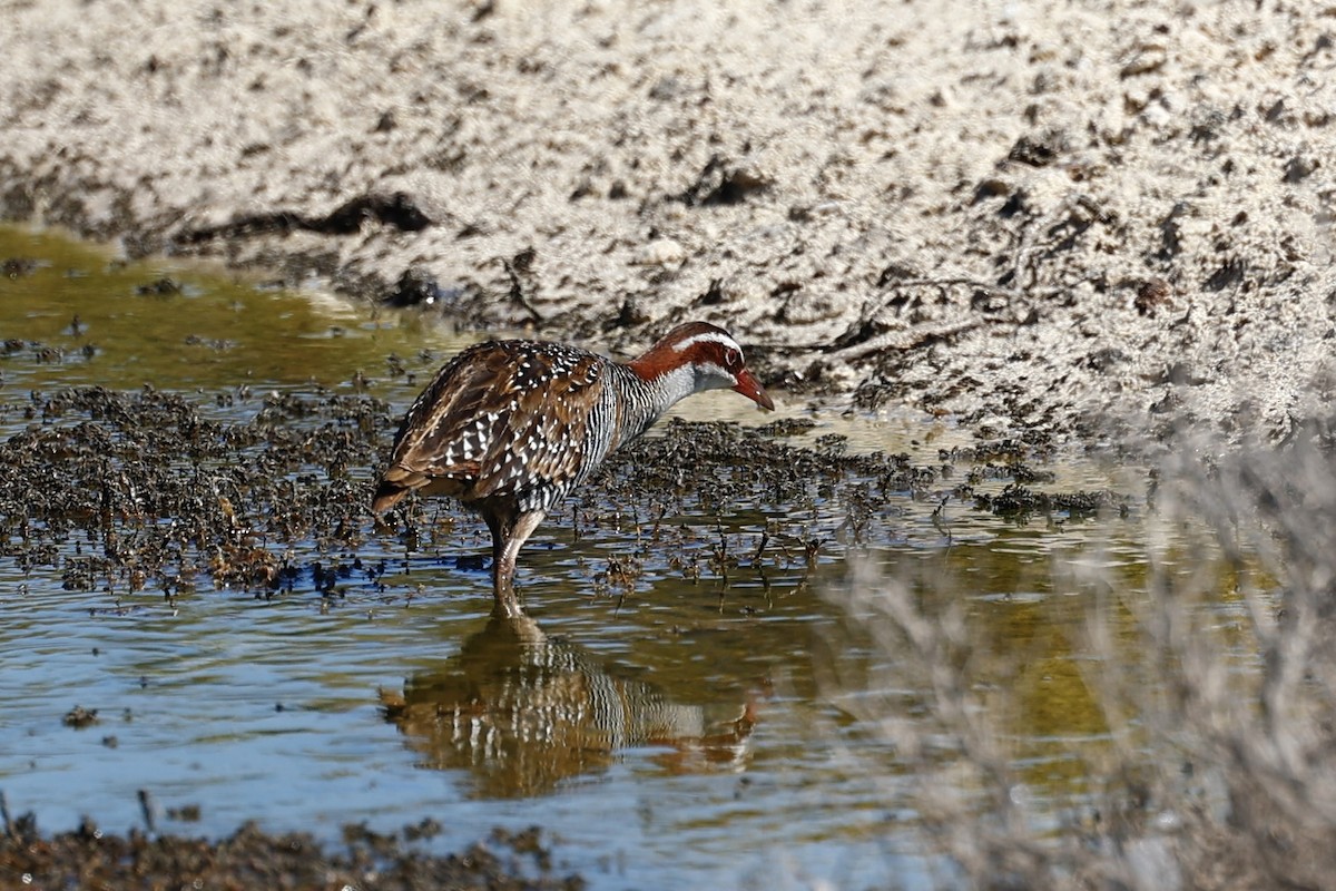 Buff-banded Rail - ML646808163