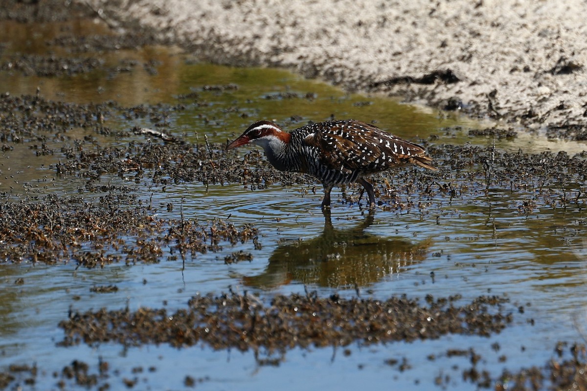 Buff-banded Rail - ML646808164