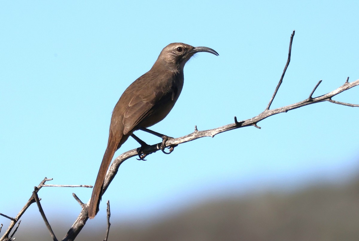 California Thrasher - ML646808165