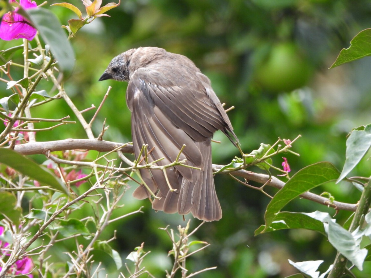 Zorzal Piquinegro - ML646808167