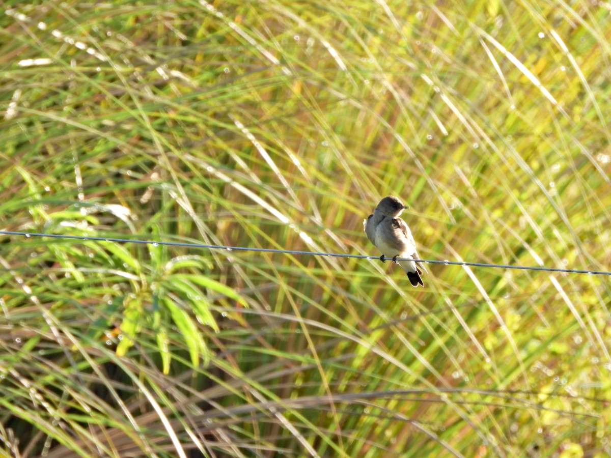 Zimtkehlschwalbe - ML646808168