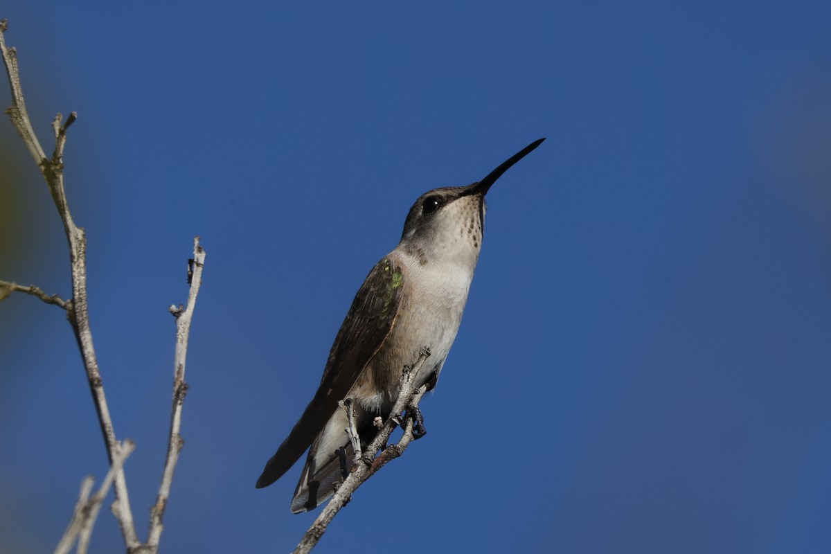 Costa's Hummingbird - ML646808169