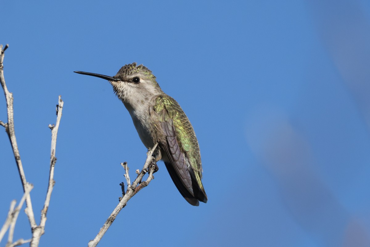 Costa's Hummingbird - ML646808170