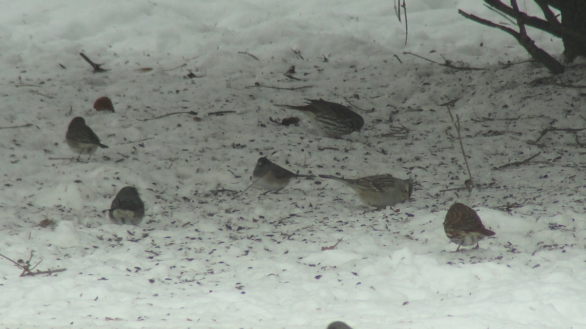 hvitkronespurv - ML646808171