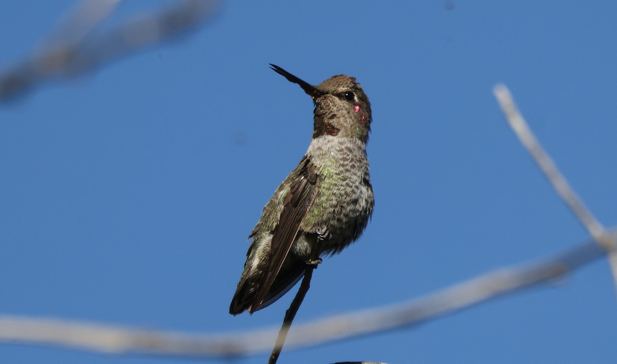 Anna's Hummingbird - ML646808174