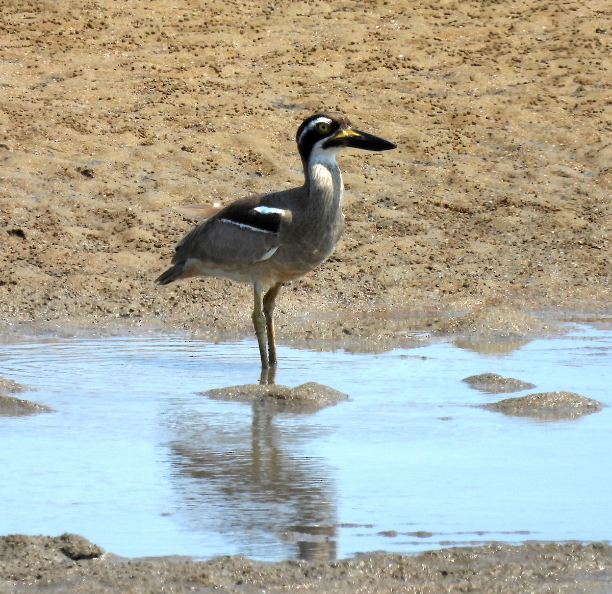Beach Thick-knee - ML646808175
