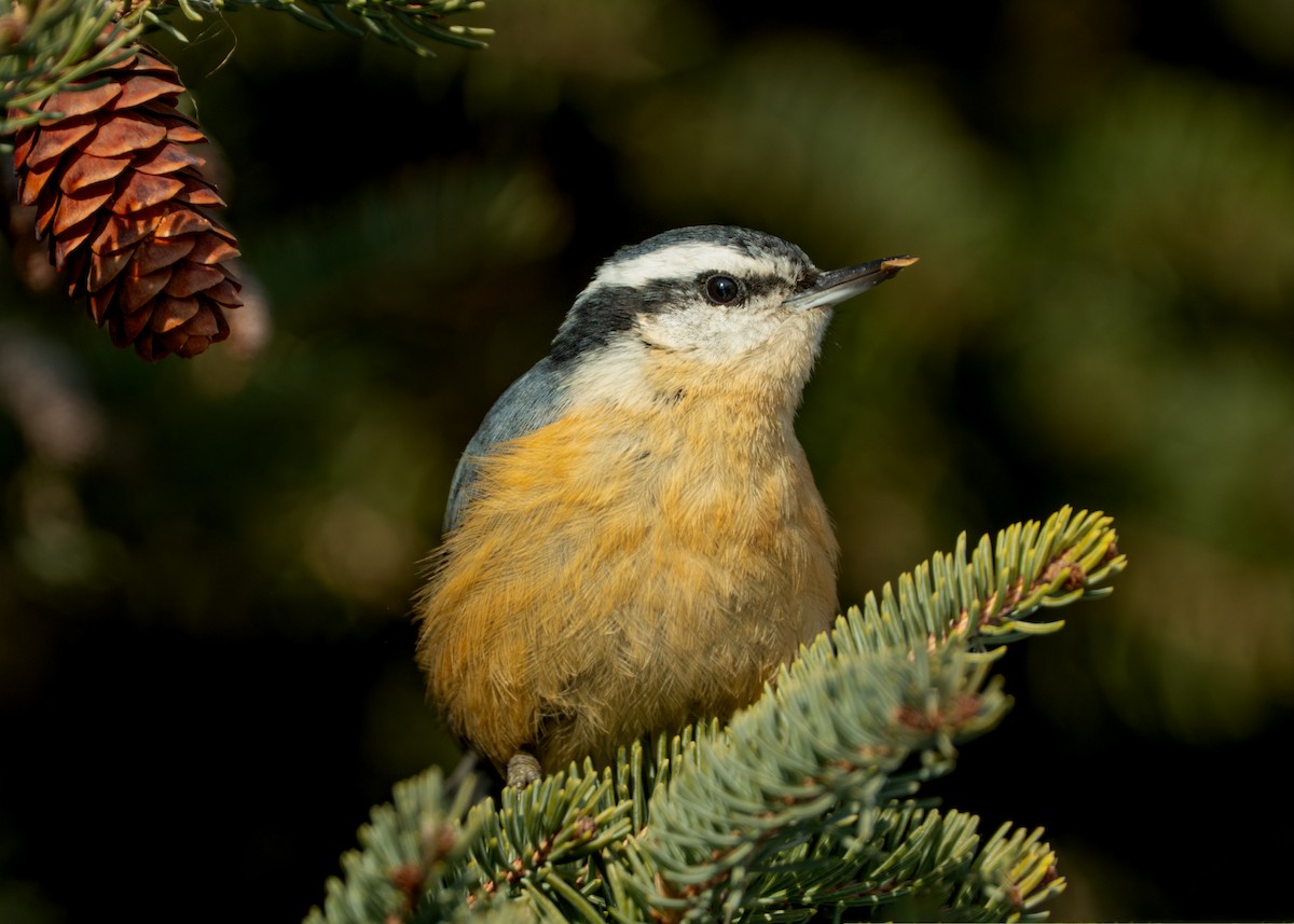 Повзик канадський - ML646808176