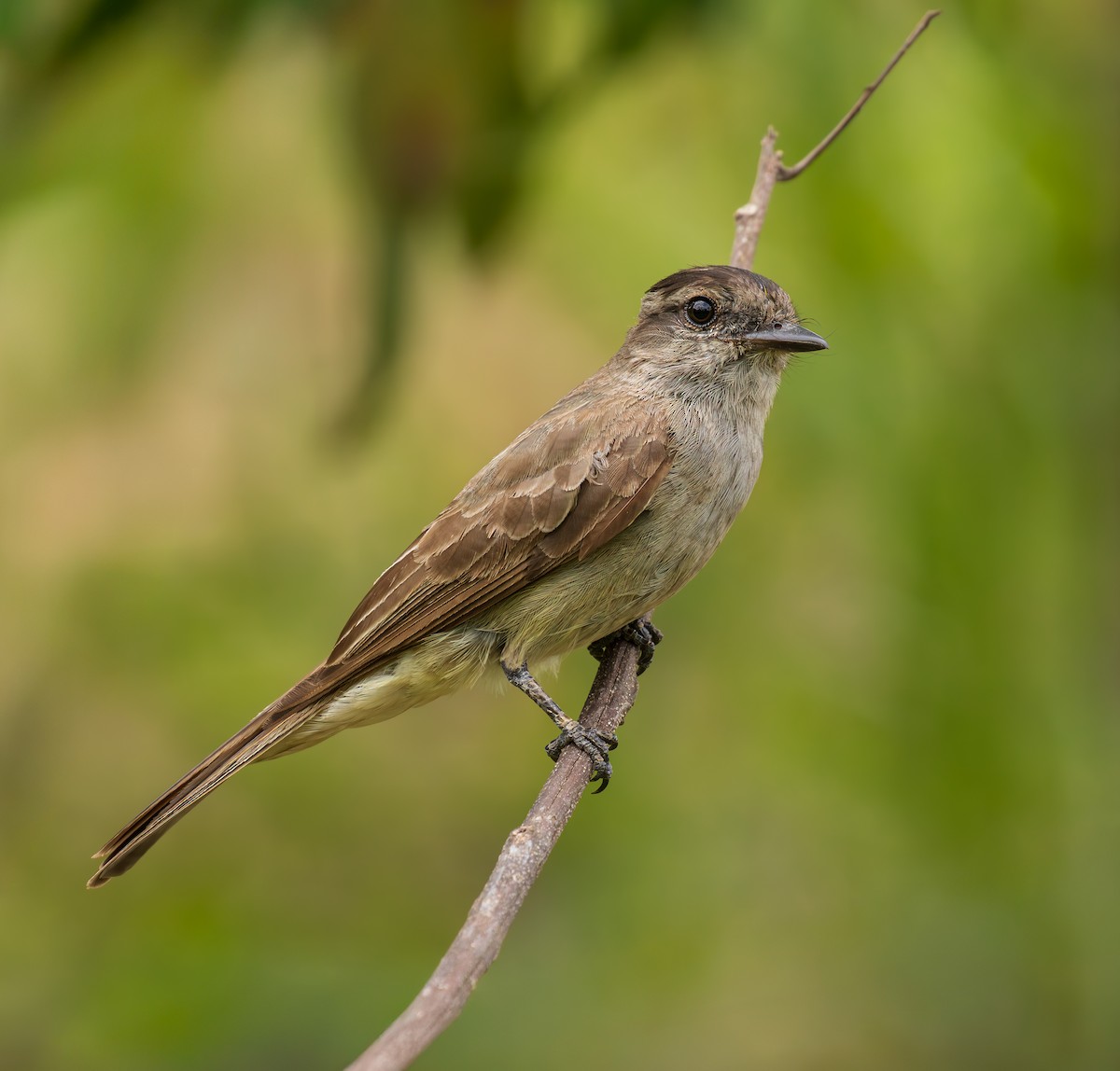 Crowned Slaty Flycatcher - ML646808177