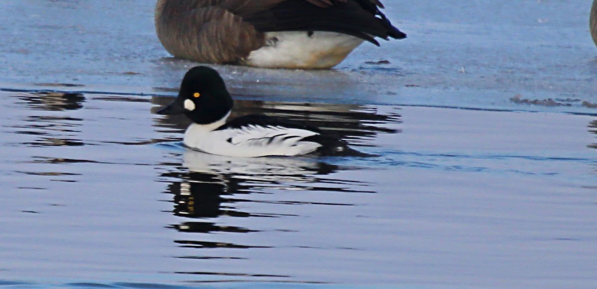 Common Goldeneye - ML646808178