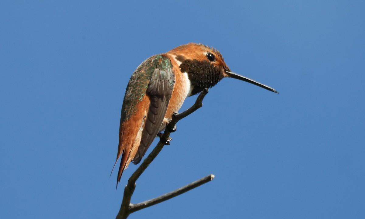 Allen's Hummingbird - ML646808181