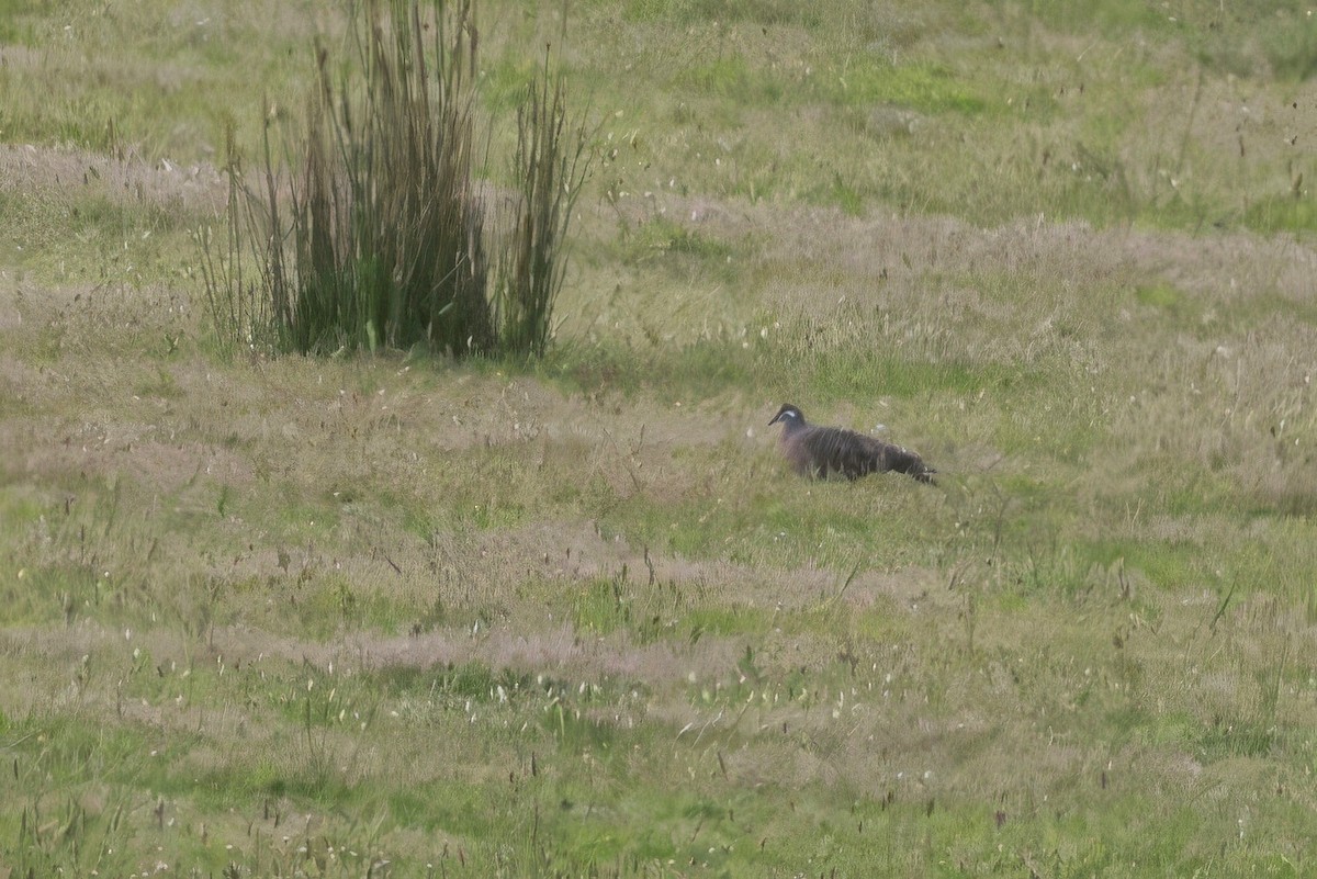 Colombine lumachelle - ML646808185