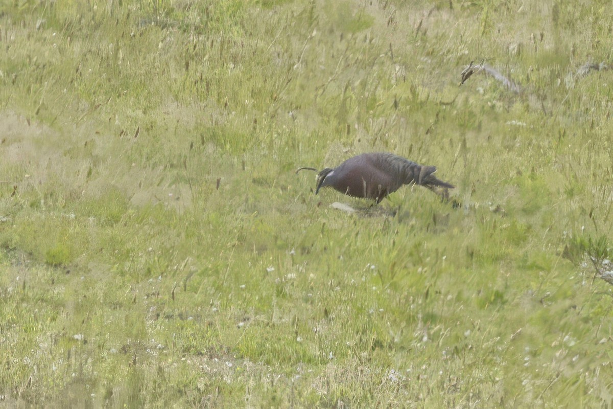 Colombine lumachelle - ML646808186