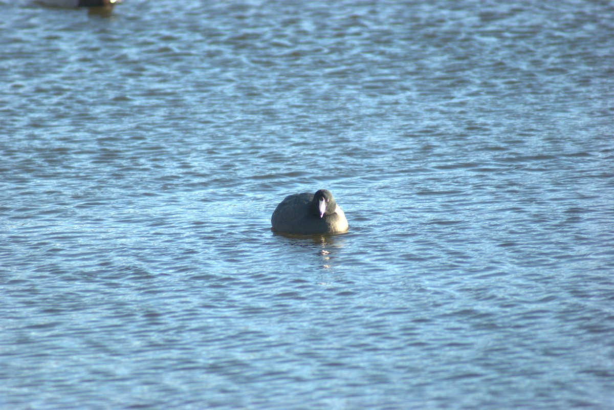 American Coot - ML646808191