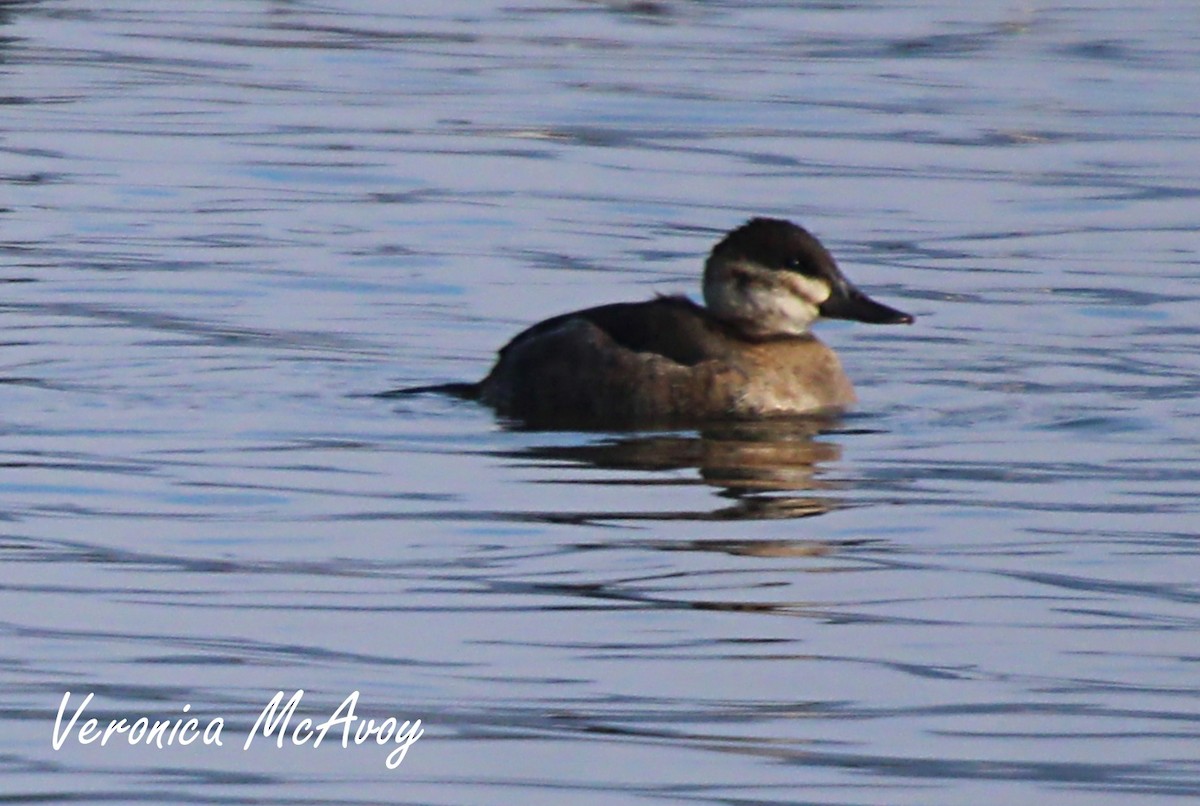 Ruddy Duck - ML646808192