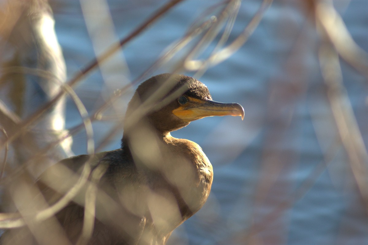 Cormoran à aigrettes - ML646808196