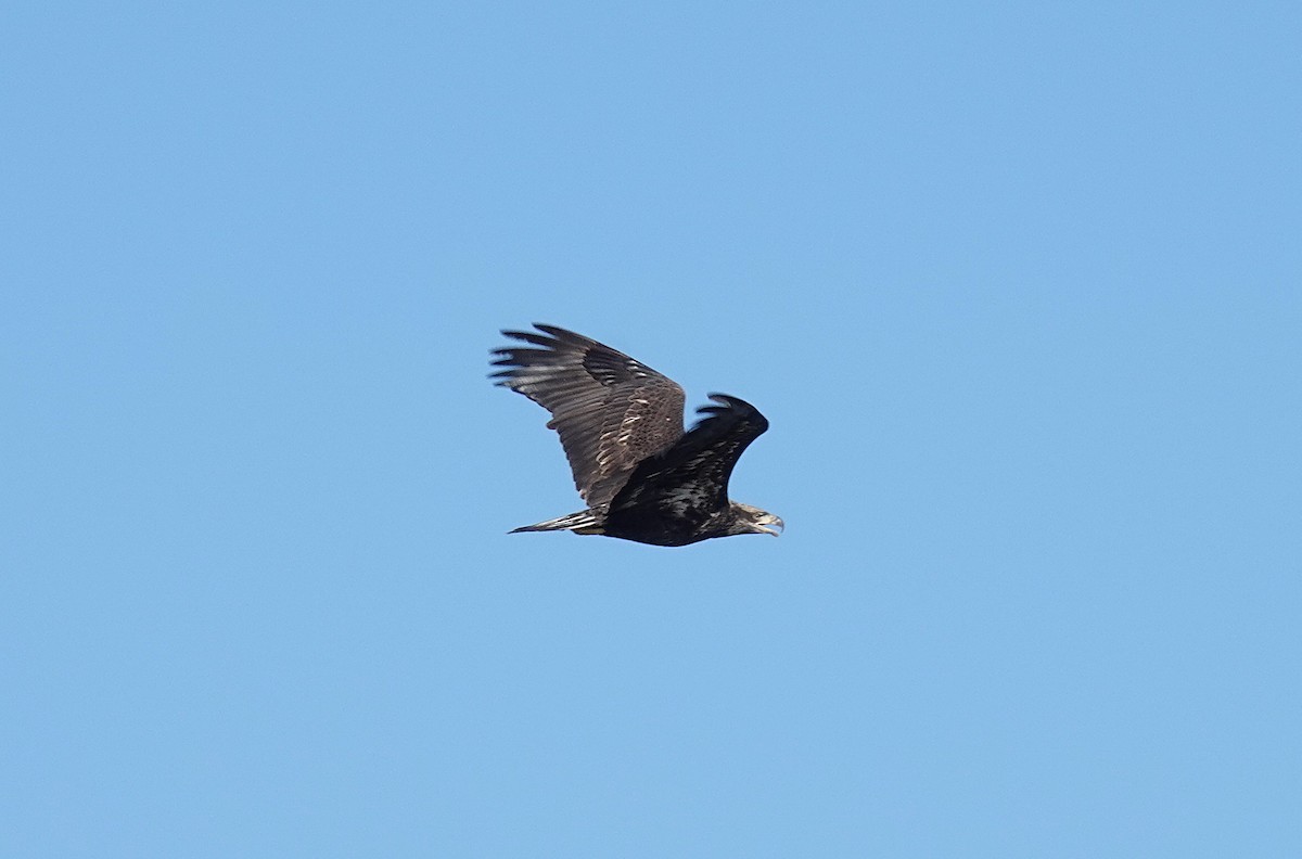 Bald Eagle - ML646808197