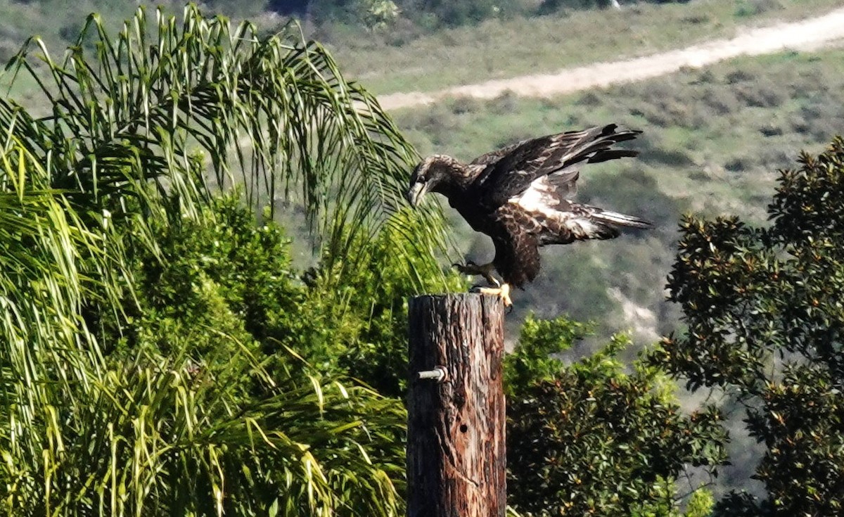 Bald Eagle - ML646808198