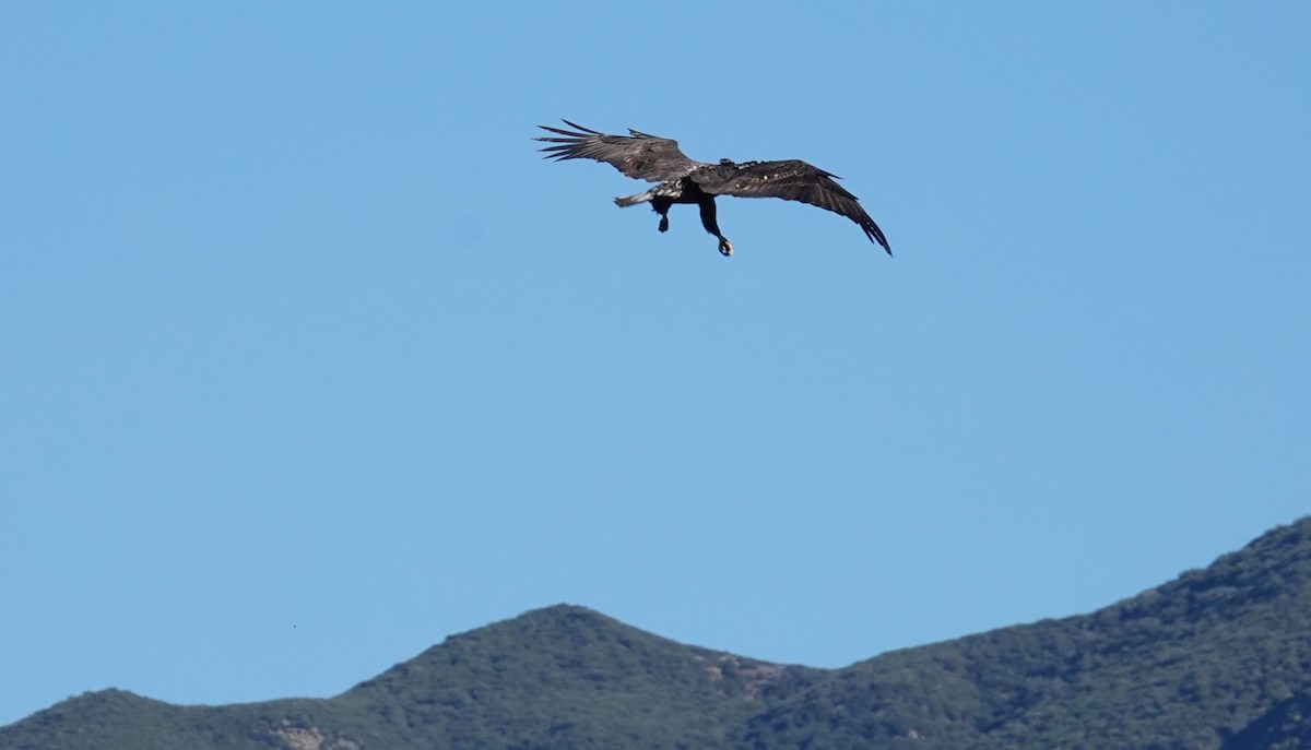 Bald Eagle - ML646808199