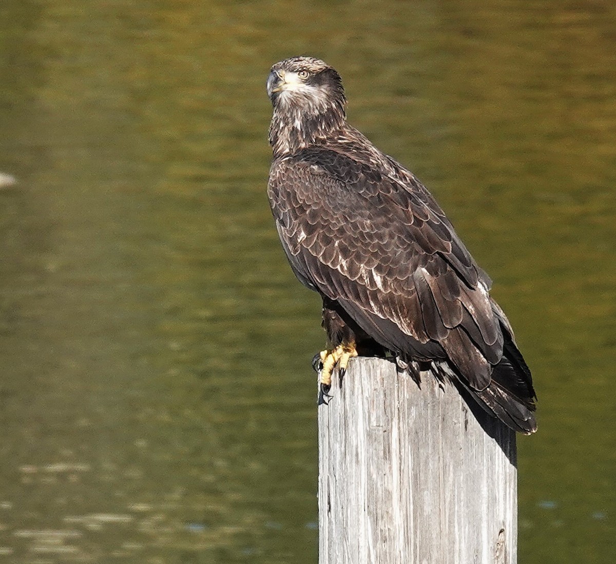 Bald Eagle - ML646808200