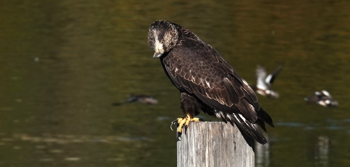 Bald Eagle - ML646808201