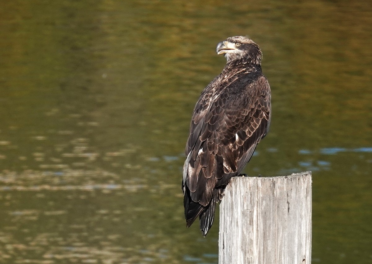 Bald Eagle - ML646808202