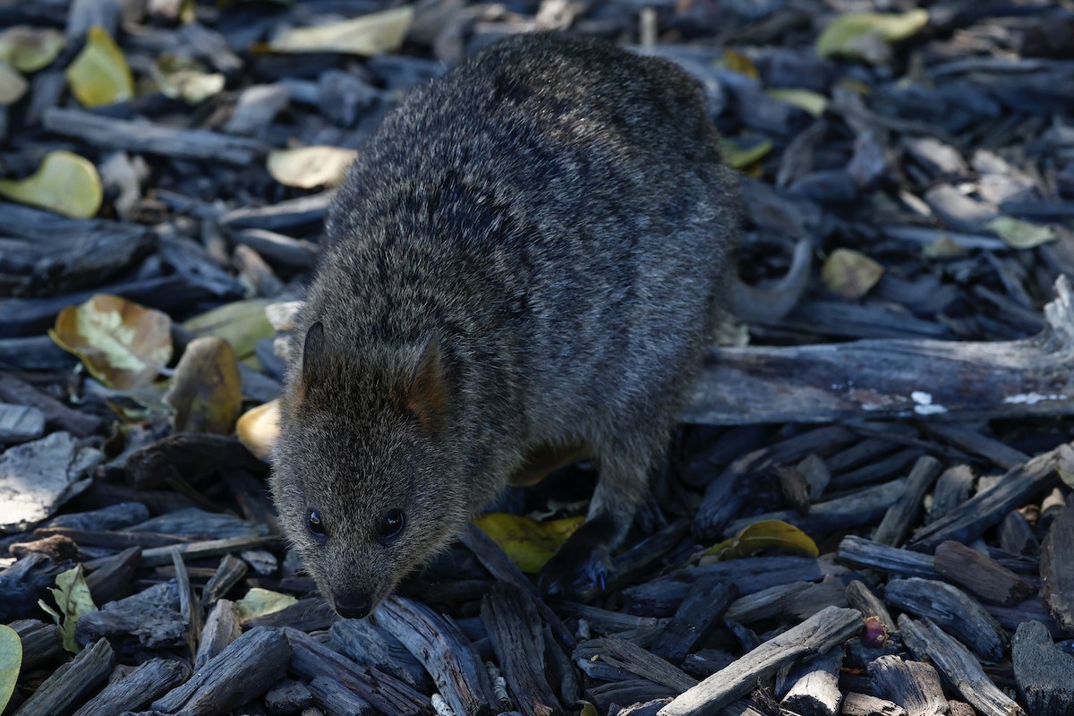 Quokka - ML646808203