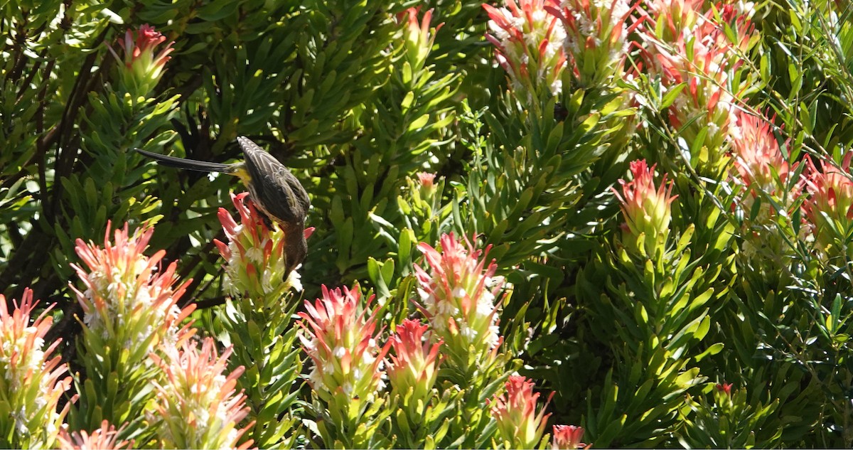 Kaphonigvogel - ML646808205