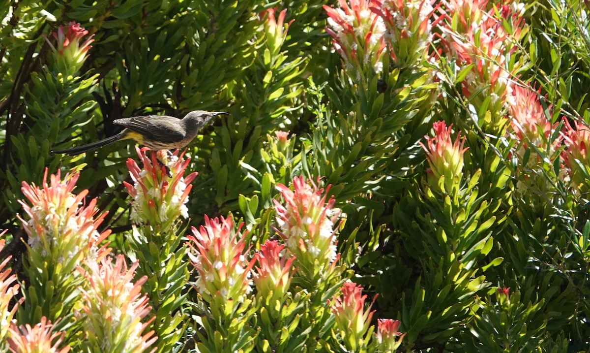 Kaphonigvogel - ML646808206