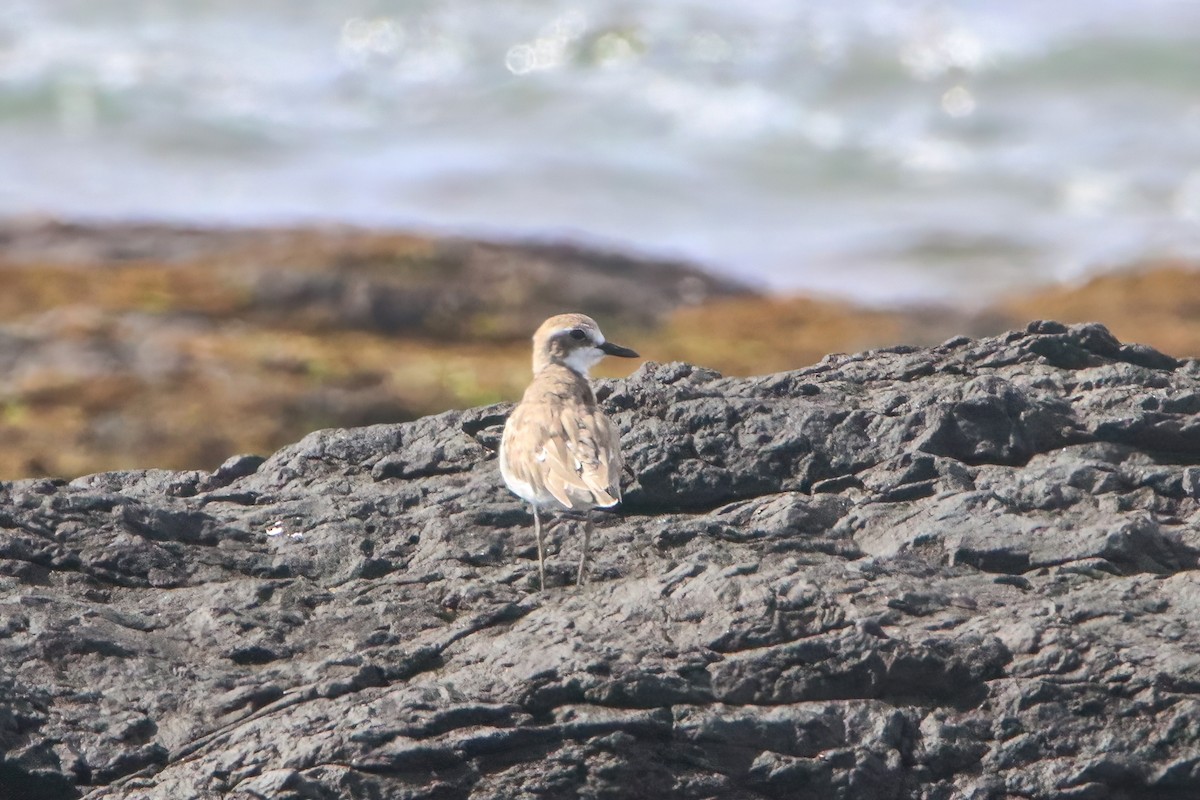 Greater Sand-Plover - ML646808207