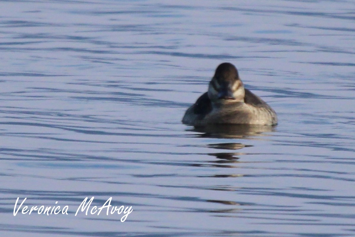 Ruddy Duck - ML646808209