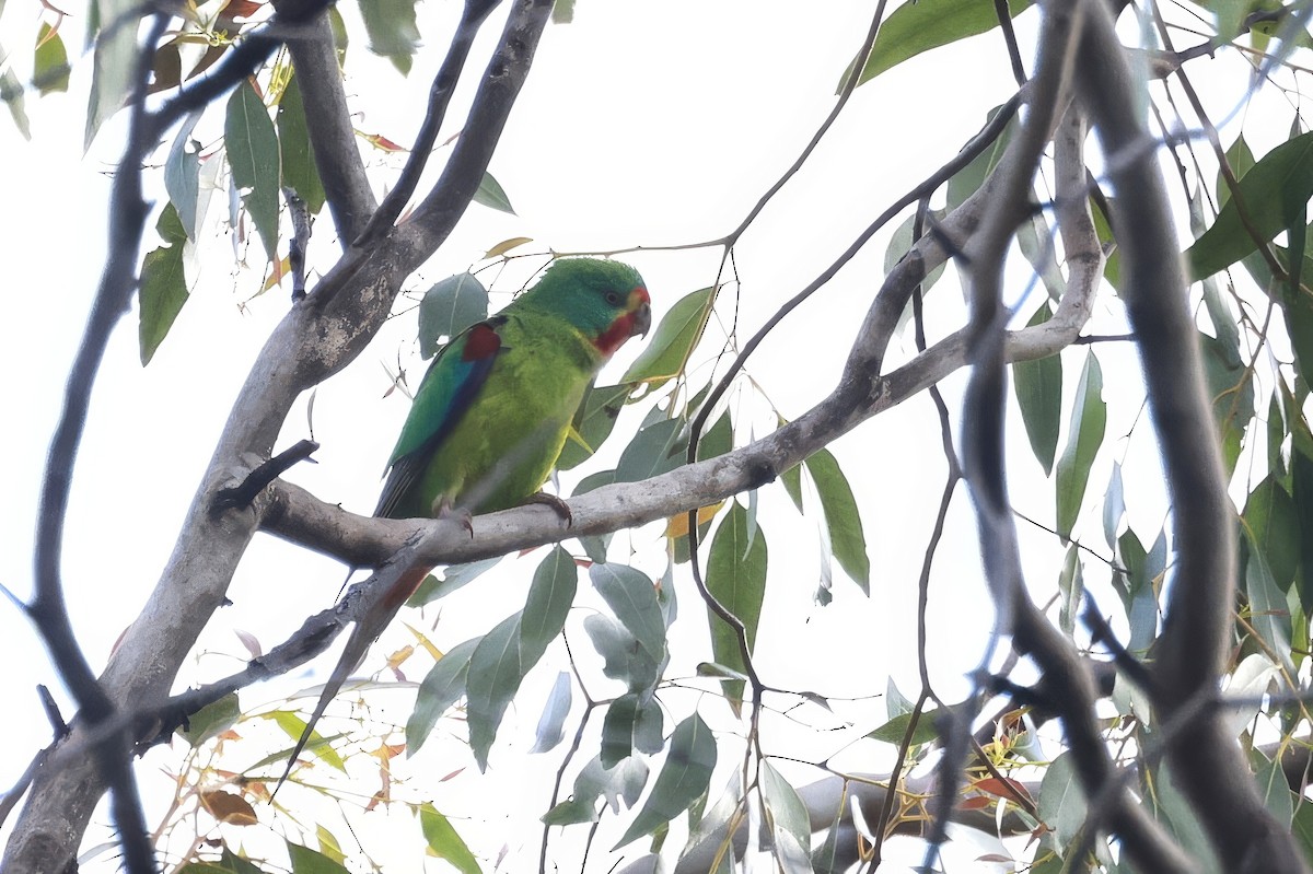 Perruche de Latham - ML646808214