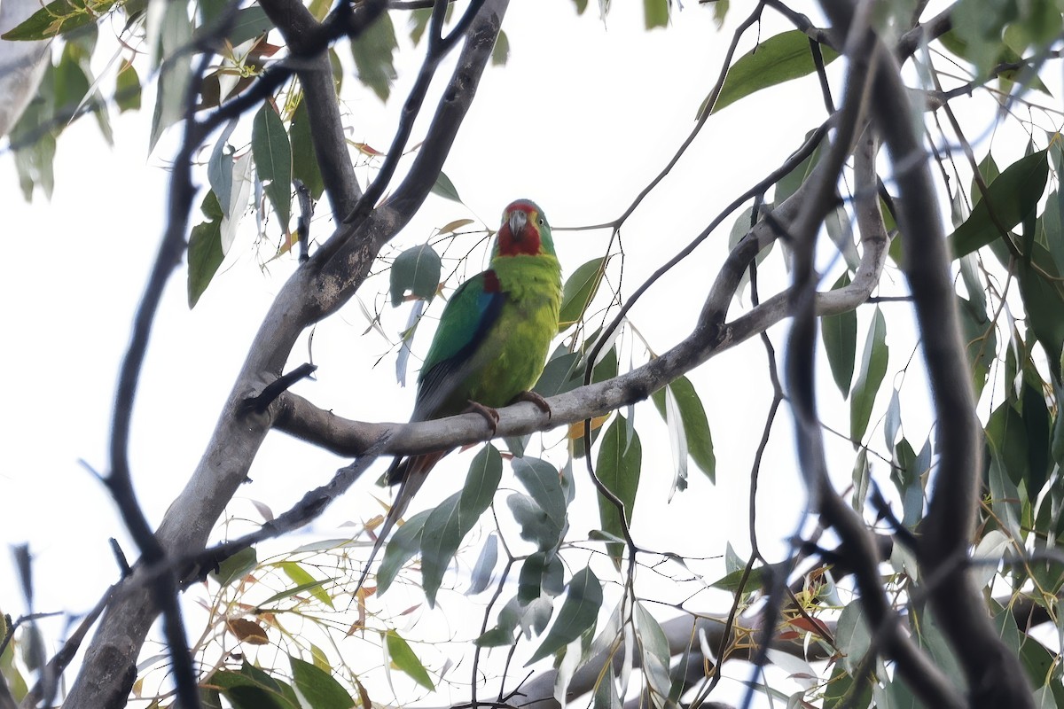 Perruche de Latham - ML646808215