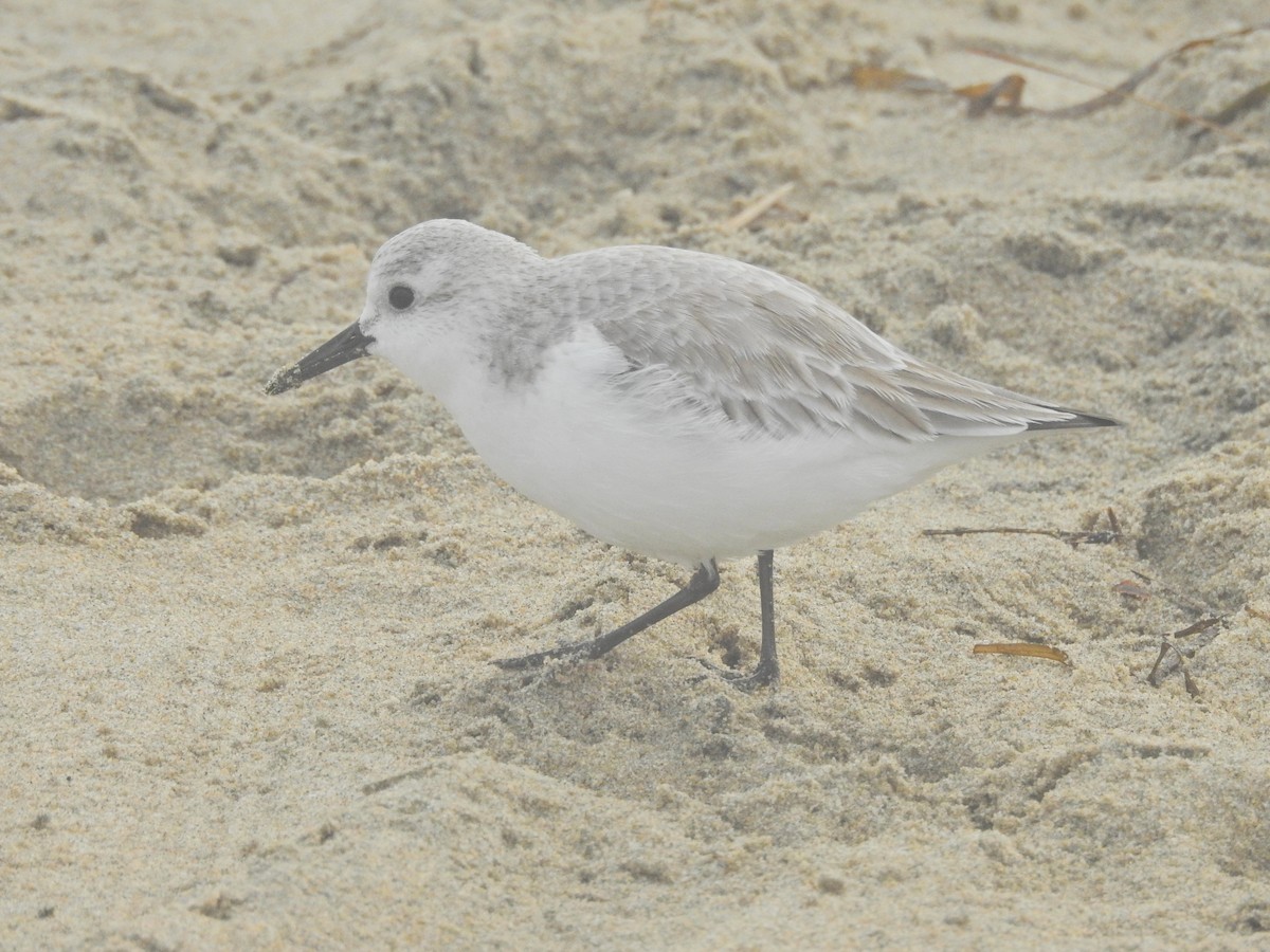 Ak Kumkuşu - ML646808216