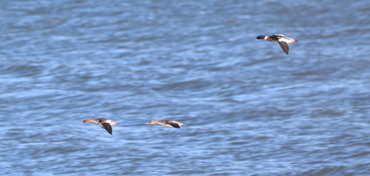 Serreta Mediana - ML646808219