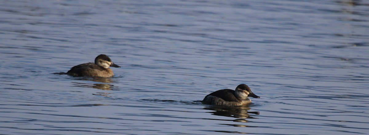 Ruddy Duck - ML646808221