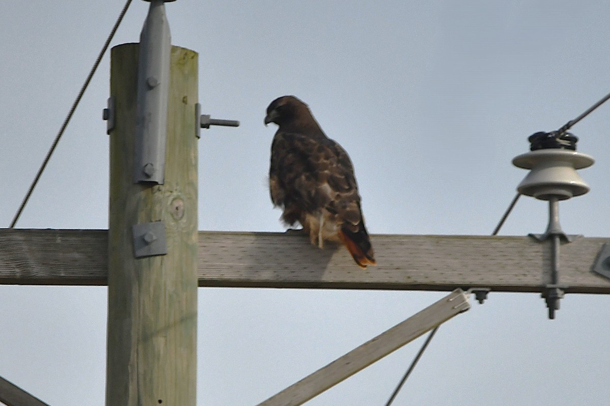 Канюк неоарктичний (підвид abieticola) - ML646808227