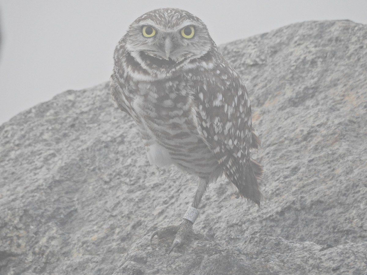 Yer Kukumavı - ML646808228