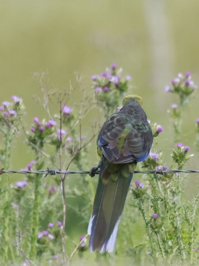 Perruche à ventre jaune - ML646808229