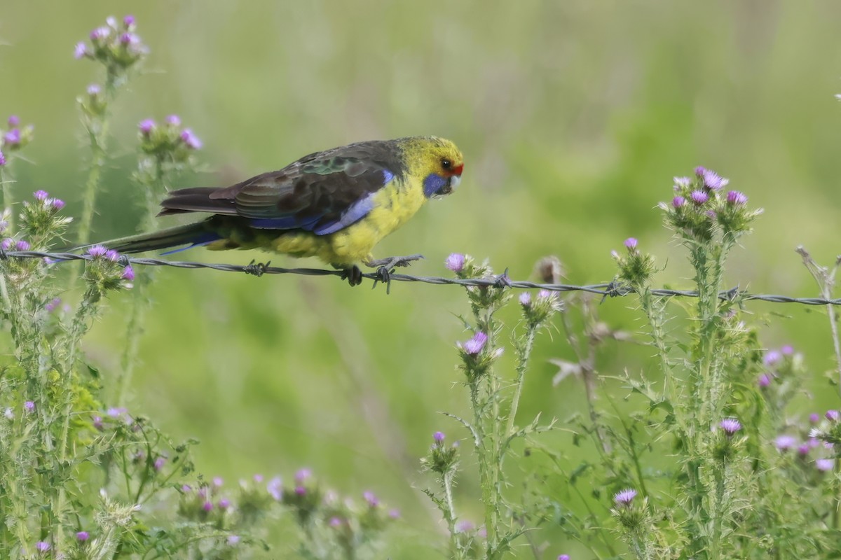 Perruche à ventre jaune - ML646808230