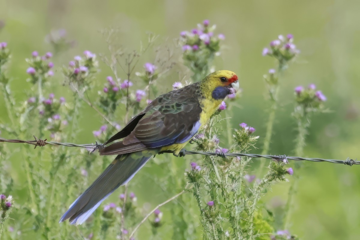 Perruche à ventre jaune - ML646808231