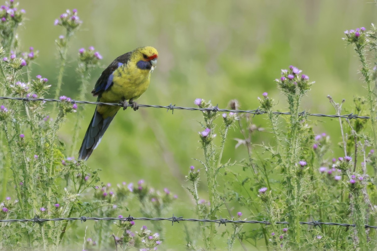 Perruche à ventre jaune - ML646808232