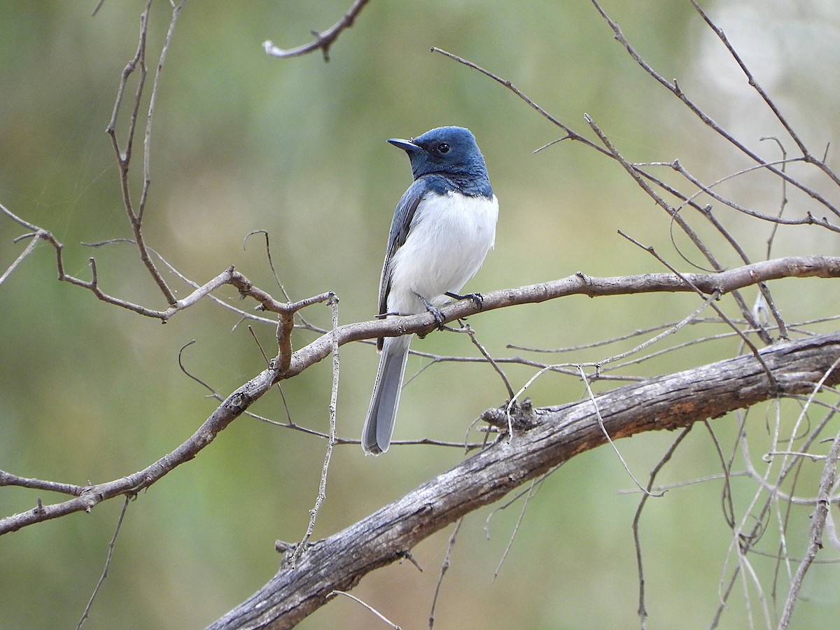 Leaden Flycatcher - ML646808236