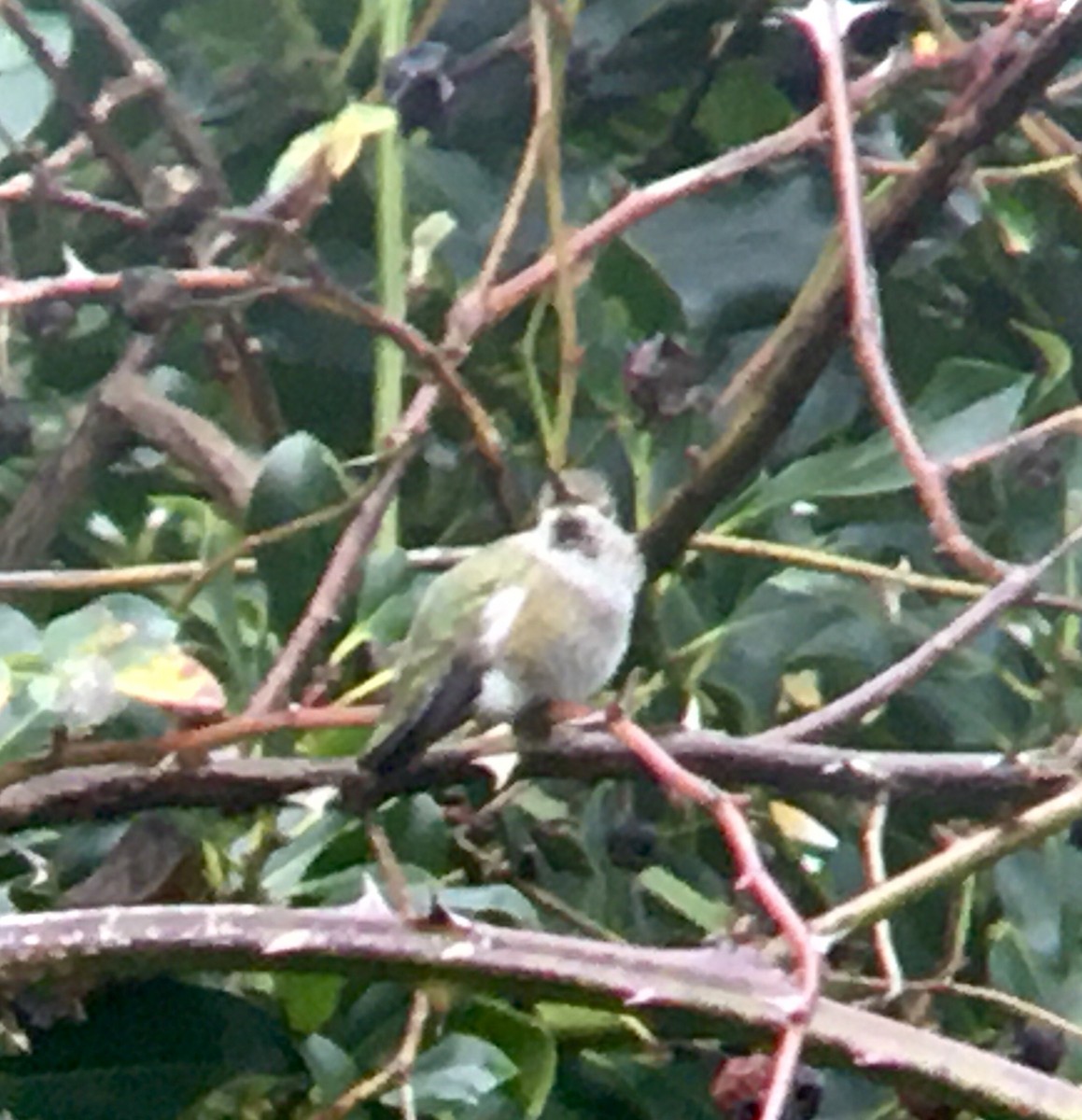 Anna's Hummingbird - ML646808237