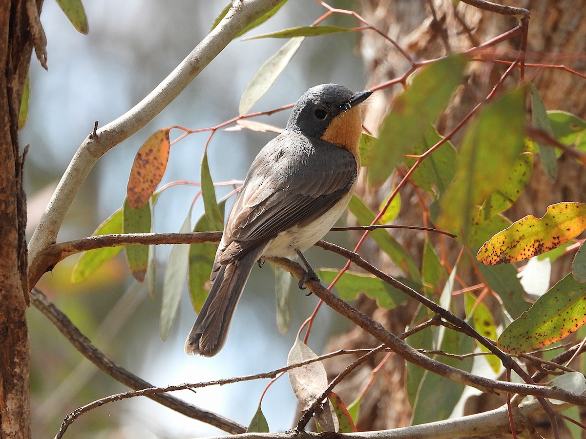 Leaden Flycatcher - ML646808247