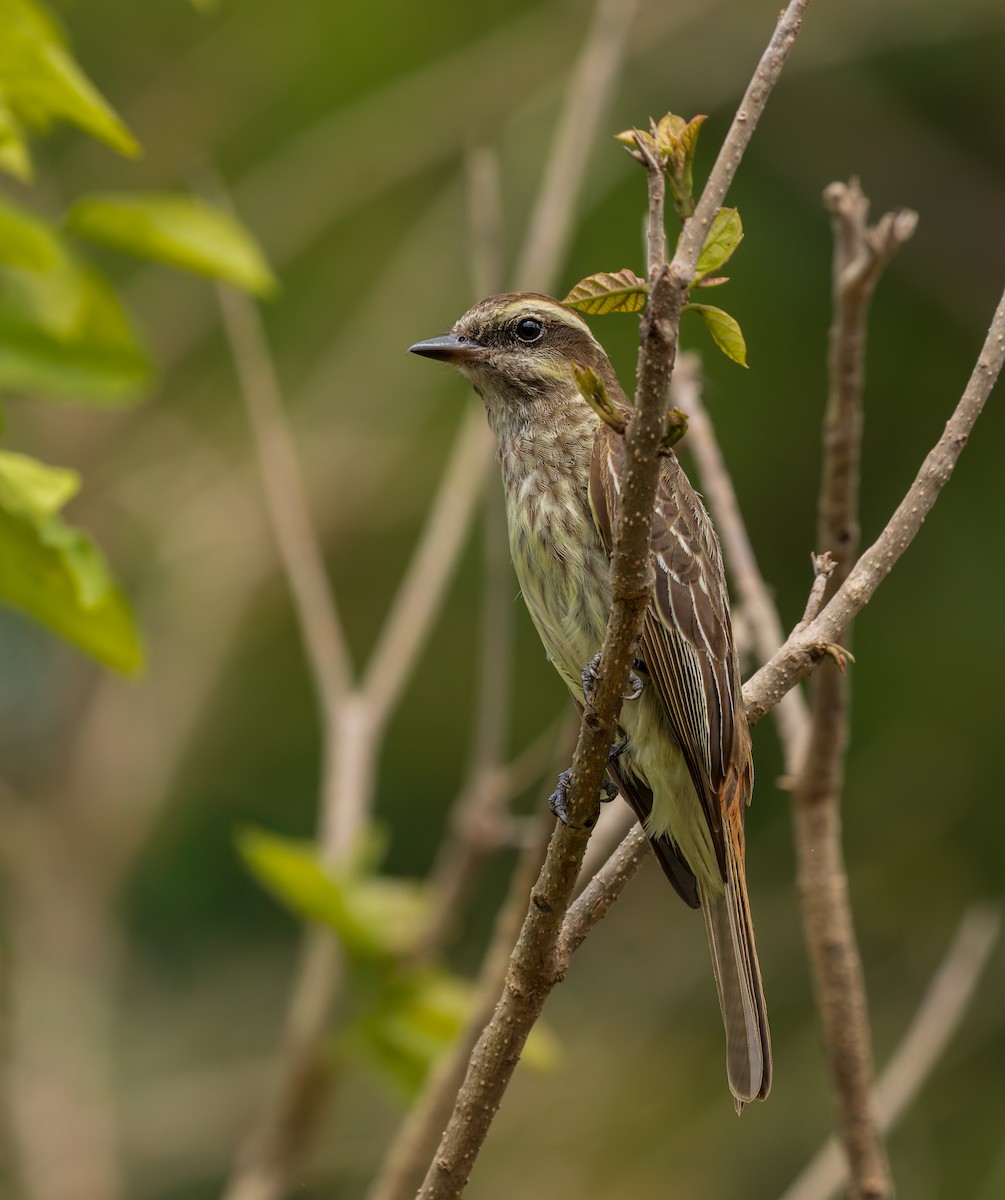 Variegated Flycatcher - ML646808249