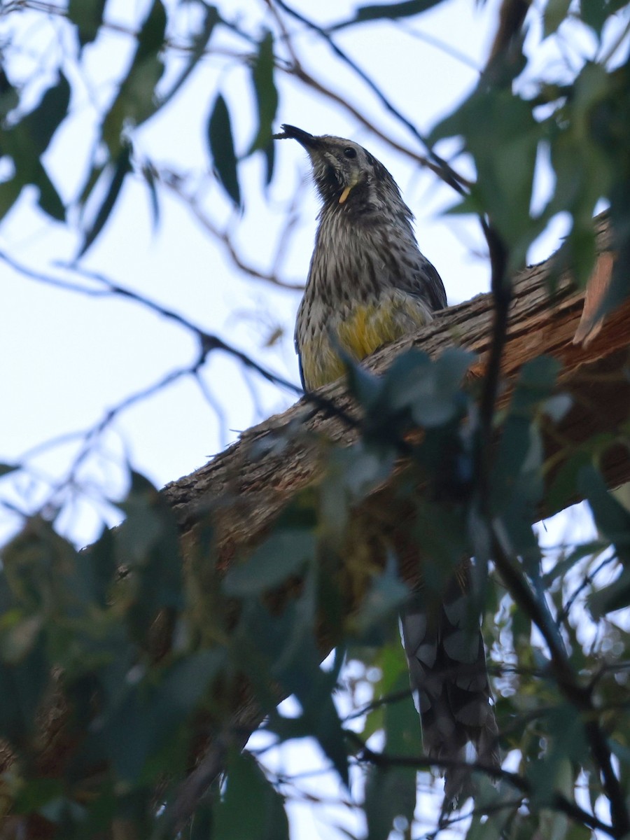 Méliphage à pendeloques - ML646808250