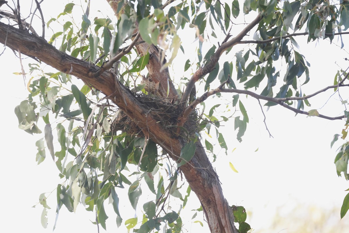 Méliphage à pendeloques - ML646808251